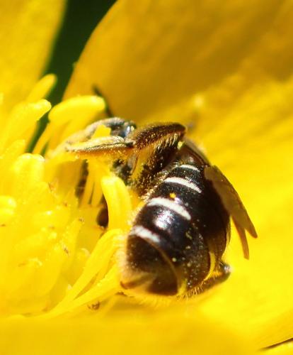 Halictus maculatus
